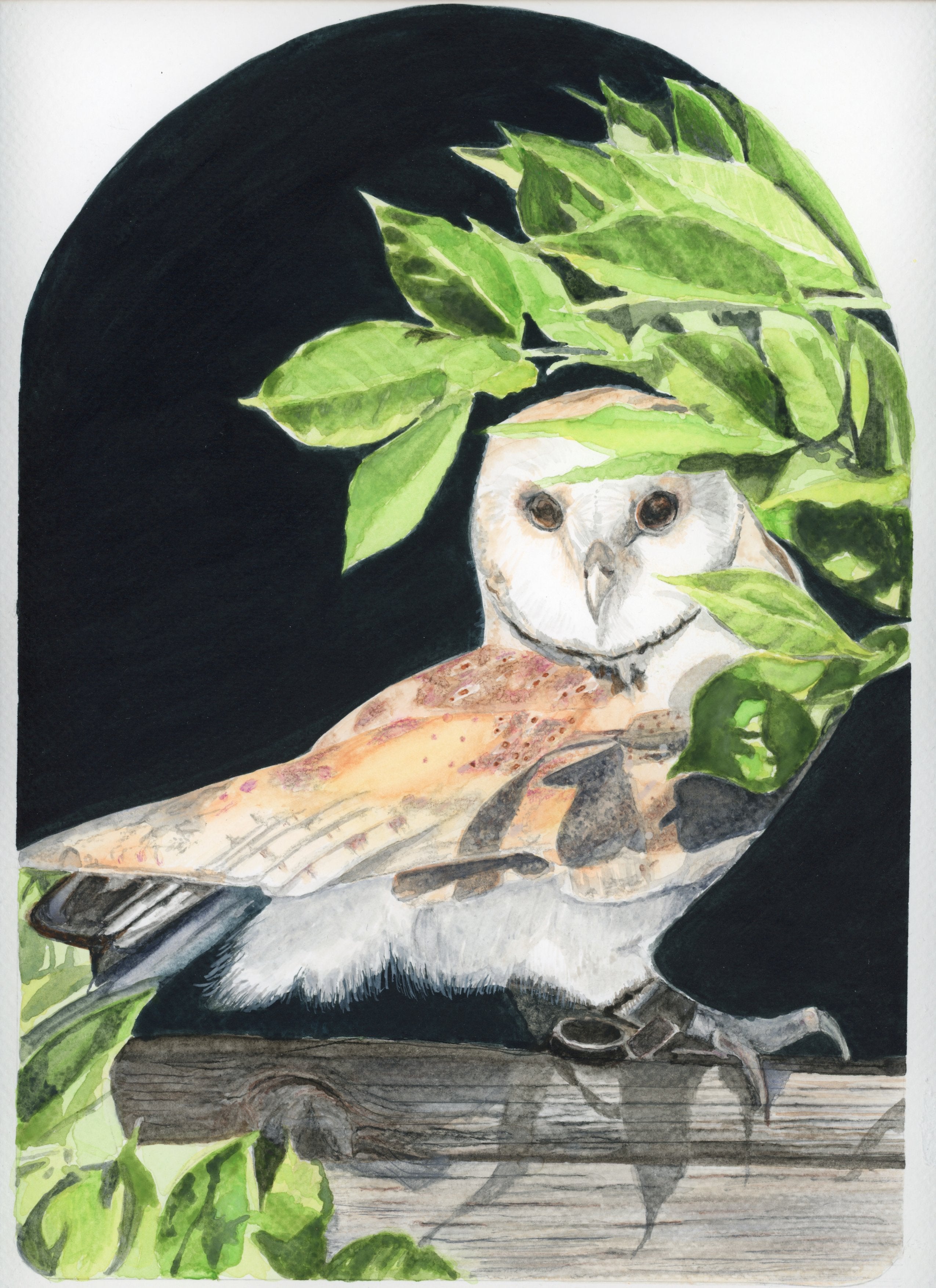 Barn Owl  8 x 10 Original