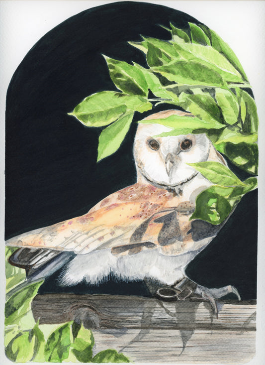 Barn Owl  8 x 10 Original