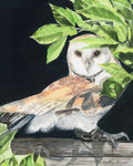 Barn Owl - Art Prints