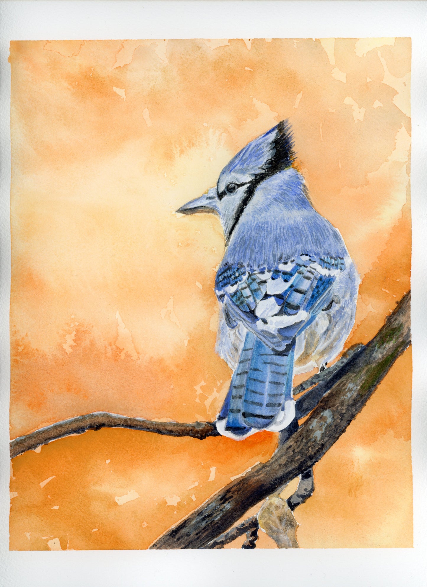 Just Jay Postcard