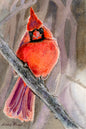 Cardinal 4 x 6 Original